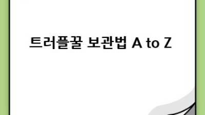 트러플꿀🍯: 향긋한 미식의 세계 & 건강 시크릿! ✨
